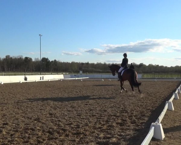 Reitturnier Bremervörde/Reitsportzentrum 2021