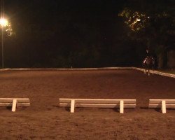 Cavallo da Dressage Newsoks (Warmblood Danese, 2000, di Newtime)