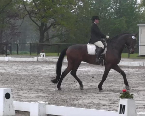 dressage horse Brentley (Hanoverian, 2004, from Brentano II)