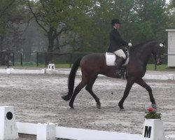 dressage horse Brentley (Hanoverian, 2004, from Brentano II)