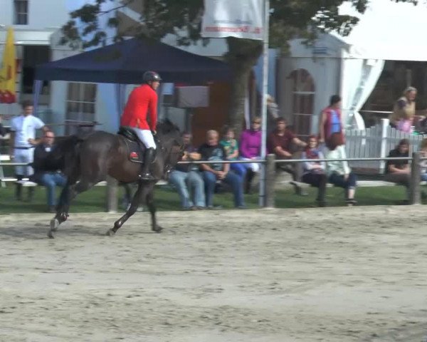 Deckhengst Polansky (KWPN (Niederländisches Warmblut), 1997, von Kostolany) Deckhengst Polansky (KWPN (Niederländisches Warmblut), 1997, von Kostolany)