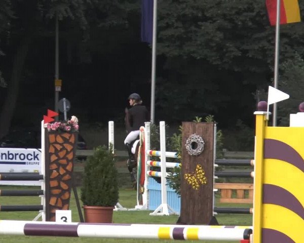 jumper Contino 27 (Hanoverian, 2002, from Compliment)