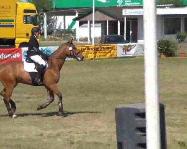Springpferd Luftikus L (Holsteiner, 2005, von Lasino)