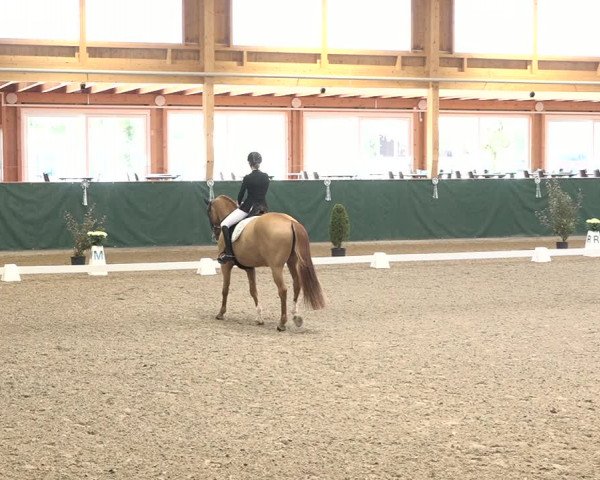 Reitturnier Dielsdorf, Horsepark 2021