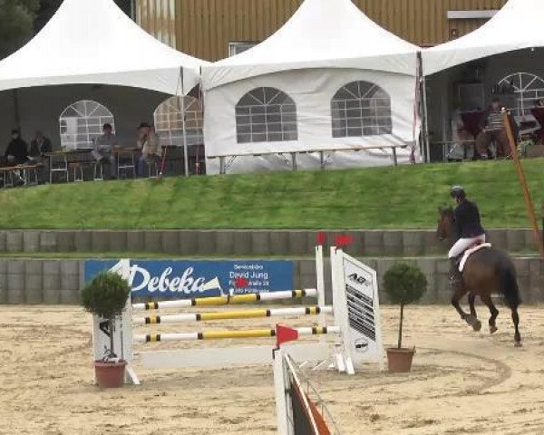 Springpferd Carlo 294 (Holsteiner, 2002, von Contender)