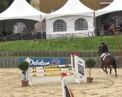 jumper Carlo 294 (Holsteiner, 2002, from Contender)