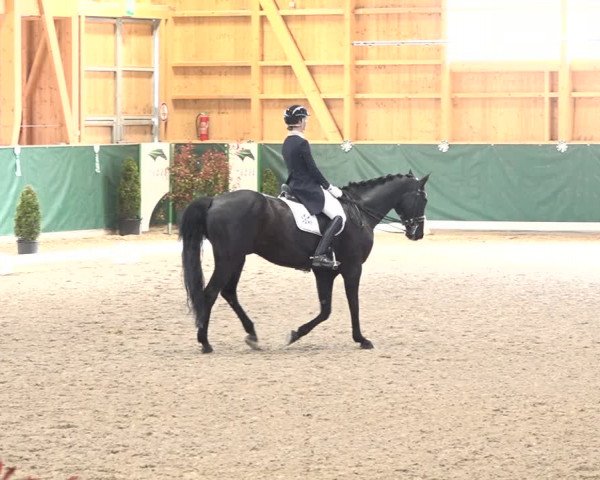 Reitturnier Dielsdorf, Horsepark 2021