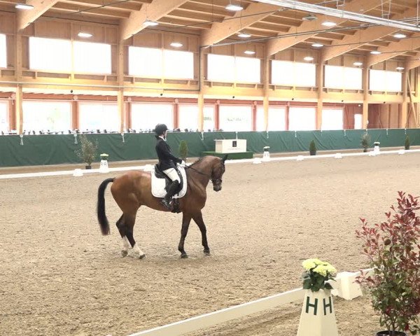 Reitturnier Dielsdorf, Horsepark 2021