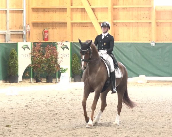 Reitturnier Dielsdorf, Horsepark 2021