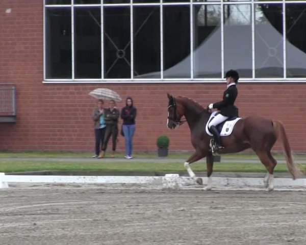 dressage horse Wonder Light (Hanoverian, 2001, from Wolkentanz II) dressage horse Wonder Light (Hanoverian, 2001, from Wolkentanz II)