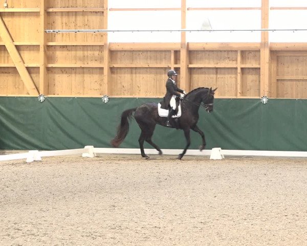 Reitturnier Dielsdorf, Horsepark 2021