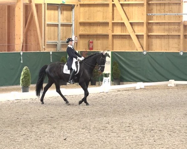 Reitturnier Dielsdorf, Horsepark 2021