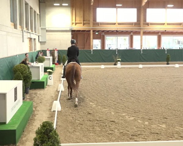 Reitturnier Dielsdorf, Horsepark 2021