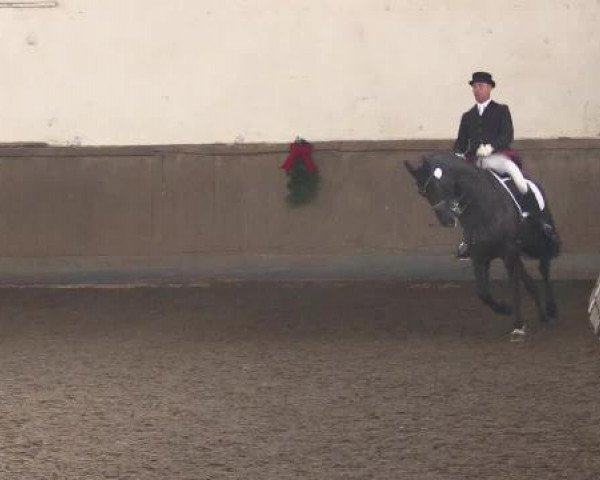dressage horse Tacco 25 (KWPN (Royal Dutch Sporthorse), 2000, from Landeur)