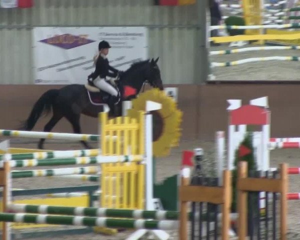 jumper Picola 31 (Westphalian, 2004, from Fürst Piccolo)