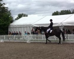 dressage horse Florido van de Meyhoeve (Belgian Warmblood, 2005, from King's Bens)