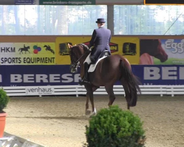 dressage horse Diabolo's As (Oldenburg, 2001, from Don Gregory)