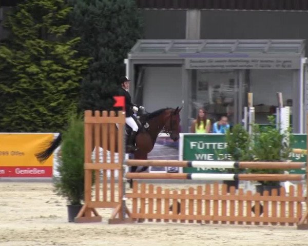dressage horse Phoebe 18 (Westphalian, 2001, from Perplex)