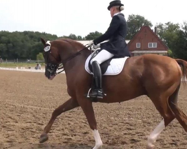 dressage horse Dallas Junior (Hanoverian, 2002, from Dacaprio)