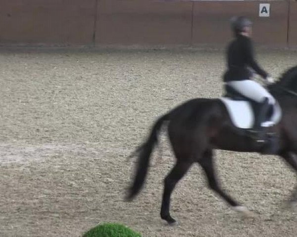 dressage horse Darkolino (Oldenburg, 1998, from Donatelli I)