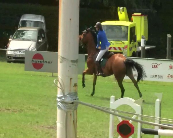 Springpferd Apuh (Württemberger, 1999, von Araconit)