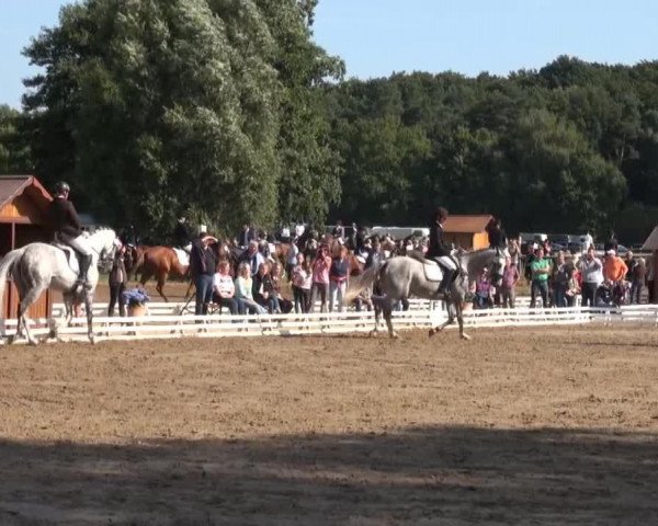 dressage horse Ferdinand 233 (Hanoverian, 2001, from For Feeling)