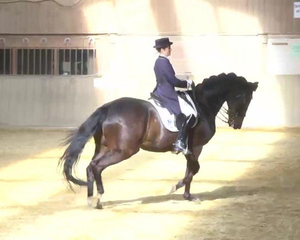 dressage horse Xion (Trakehner, 1996, from Michelangelo)
