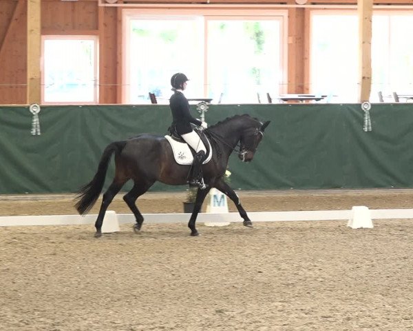 Reitturnier Dielsdorf, Horsepark 2021