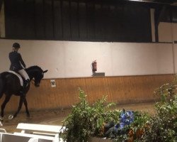 dressage horse Look at me L (Rhinelander, 2004, from Lord Loxley I)