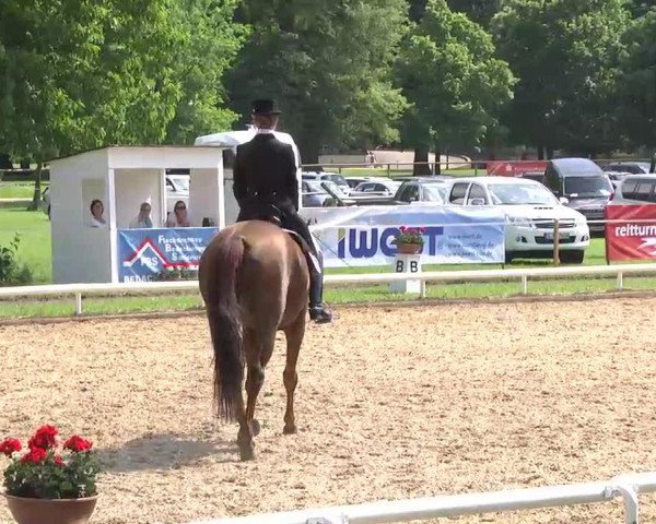 dressage horse Farah Donna (Bavarian, 2003, from Don Davidoff) dressage horse Farah Donna (Bavarian, 2003, from Don Davidoff)