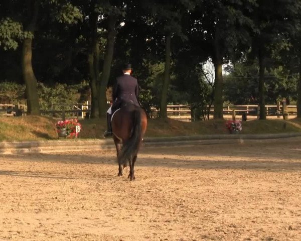 dressage horse Venja 3 (Oldenburg, 2005, from Carry Gold)