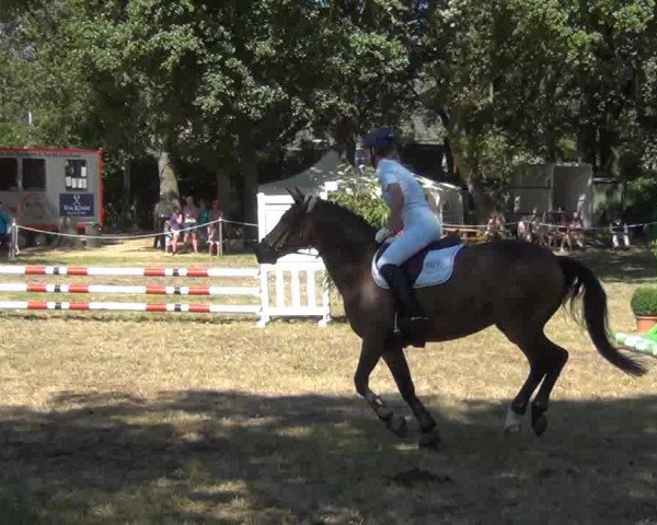 jumper Mistery (Welsh-Pony (Section B), 1989, from Shamrock Mr. Oliver)