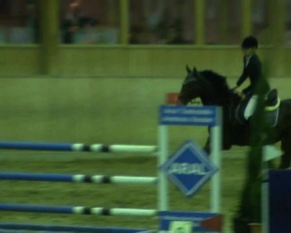 Springpferd Tetano XX (Englisches Vollblut, 1999, von Baylis xx)