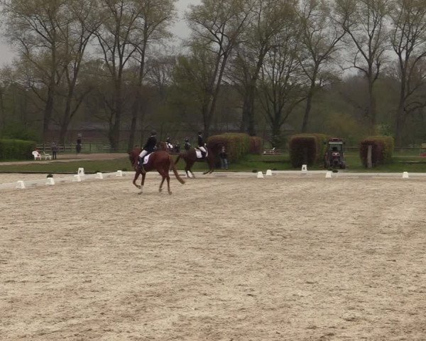 Reitturnier Münster-Handorf 2021