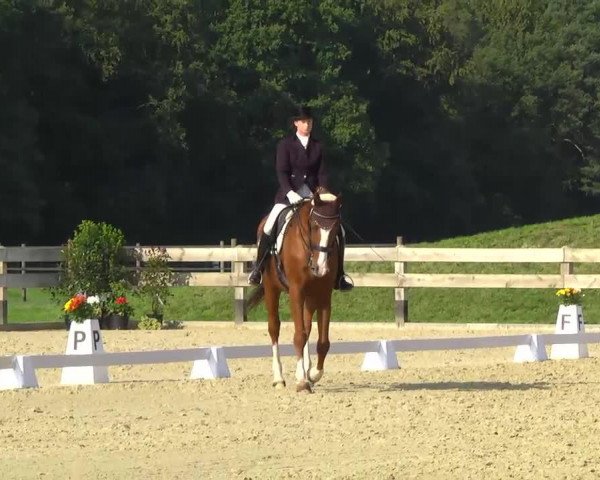 dressage horse Woyczeck 3 (Saxony-Anhaltiner, 2002, from Wonder World)