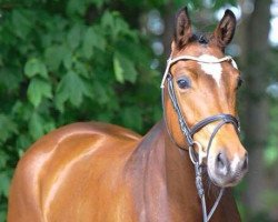 dressage horse Baronessa di Rosolina B (Westphalian, 2011, from Blickpunkt 4)