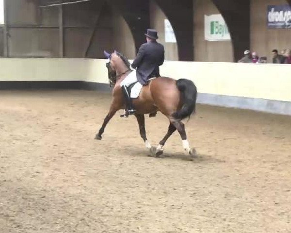 dressage horse Ronaldo 65 (Bavarian, 1999, from Rivero II)