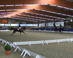 dressage horse Djaffna 2 (Oldenburg, 2002, from Depardieu 11)