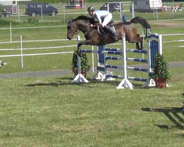 broodmare Unique XIX (Holsteiner, 2004, from Cardino)