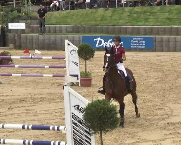 jumper Vincent 138 (KWPN (Royal Dutch Sporthorse), 2000, from Voltaire)