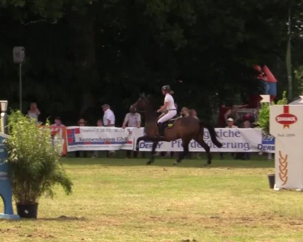 jumper Arita 9 (Holsteiner, 2004, from Askari)