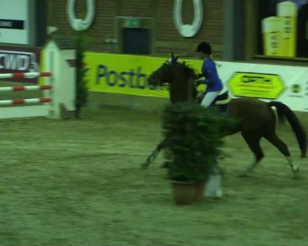 Cavalo de saltos Petite 18 (KWPN (Sangue Quente Holandês), 1999, de Kimberley)