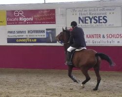 jumper Tom 274 (Belgian Warmblood, 2002, from Toulon)