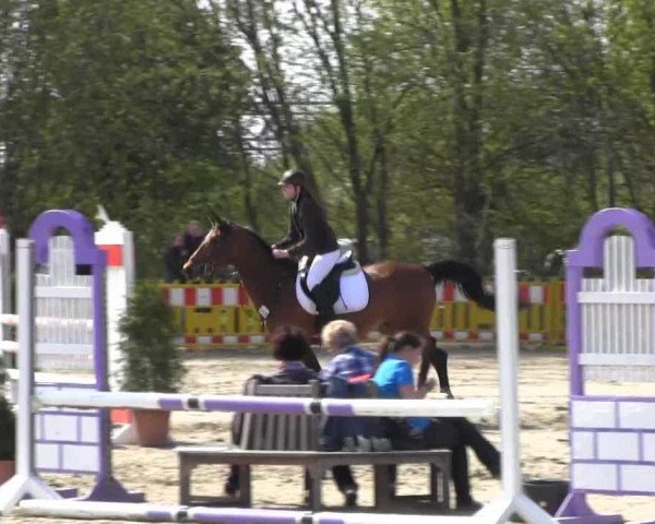 Springpferd Sandro Khan 2 (Deutsches Sportpferd, 2003, von Sarid ox)