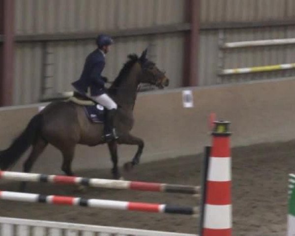 jumper Argentano G (Hessian Warmblood, 2002, from Akribori)