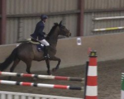 Springpferd Argentano G (Hessisches Warmblut, 2002, von Akribori)