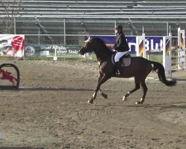 horse Alina 400 (Württemberger, 2004, from Acordelli)