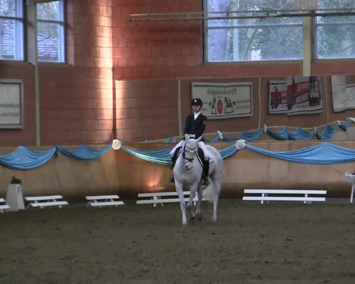 dressage horse Grenzhoehes Ivory (German Riding Pony, 2005, from Monte Christo)