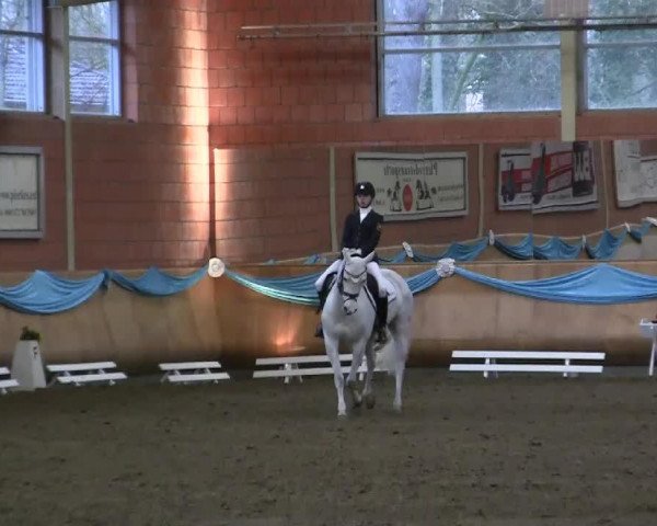 Dressurpferd Grenzhoehes Ivory (Deutsches Reitpony, 2005, von Monte Christo)