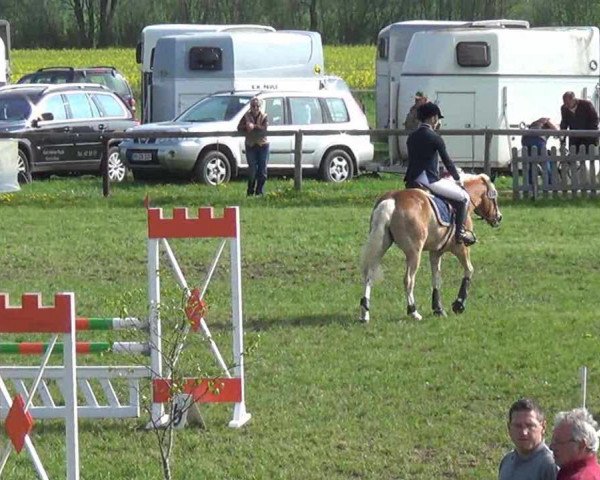 jumper Asterix (Haflinger, 1999, from 1338 Afghan II) jumper Asterix (Haflinger, 1999, from 1338 Afghan II)